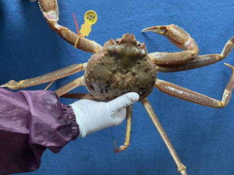 ⭐️ついに販売開始‼️宮内庁御用達の三国港の【越前蟹】冬の王者ブランドの黄色のタグ
※蟹では日本で初めての水産省の地理的表示G1認定の表示、
歴史・格式・品質保証が揃った一杯［茹で蟹]　数量限定、