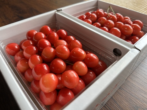 【 さくらんぼ:日本に渡り150年の歴史、愛される高砂 】山形県天童産  500g パック詰め 【 果肉がジューシー 】【 お試し商品 】 父の日ギフト 御中元