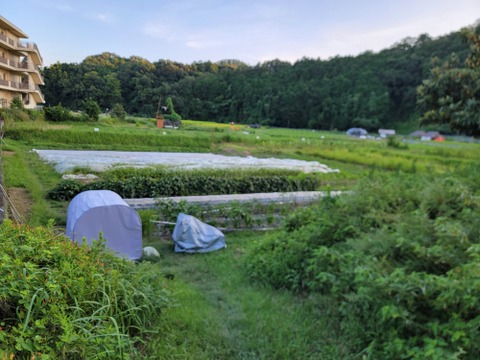 煮物に最適！京都の伝統野菜『聖護院大根』3個
