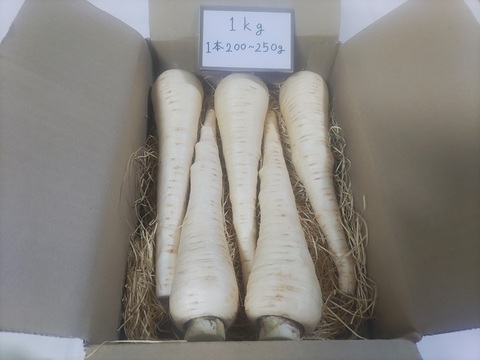 パースニップ（Parsnip） 1kg 1本当たり200g～250g