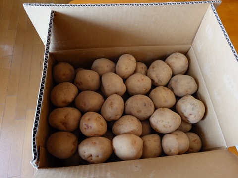 【ギフト用】「キタアカリ」発祥農場のジャガイモ　Lサイズ１０kg