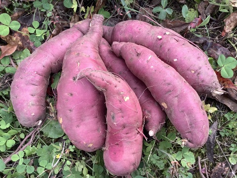 🍠さつまいも　紅あずま🍠　２kg❗️