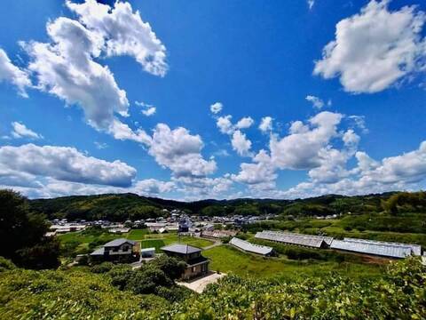 岡山県産シャインマスカット贈答用800ｇ前後一房