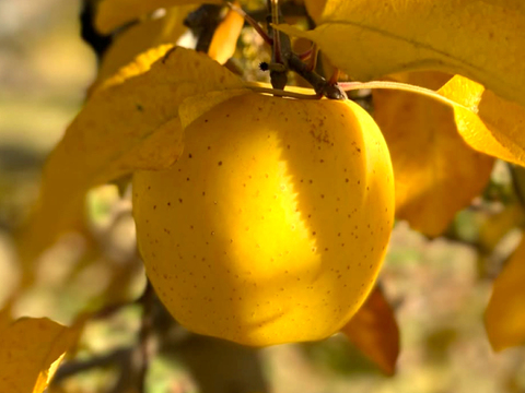 極上の甘さ【はるか】家庭用✨りんご農家が感動！希少品種♡