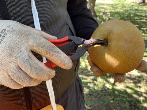 のどごし！感じるジューシーさと甘みの中に絶妙な酸味！魅力たっぷりの豊水梨【5kg】