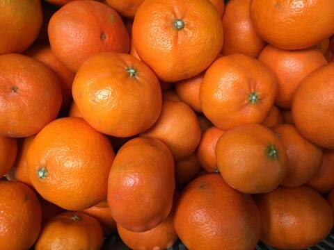 シャキシャキ、プチプチ驚異的な甘さ『甘平』！