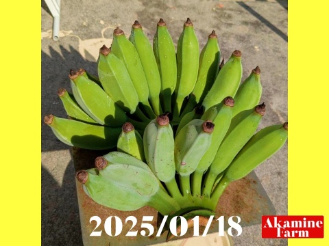 数量限定です！貴重『アップルバナナ』約2kg