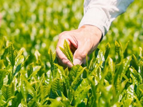 新茶深蒸し茶　なごみ一番茶