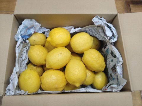 【LEMON】熱海レモン 約4kg