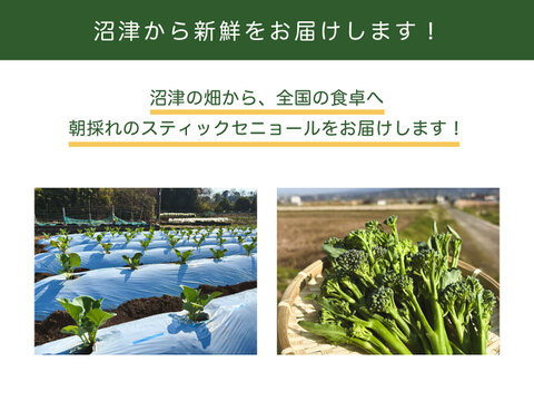 【手ごろな量を朝採れで！】スティックセニョール　1200g　常温便