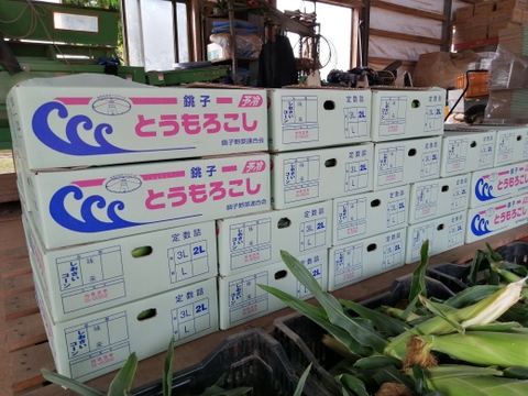 野菜60+とうもろこし 6本+ブルーベリー800g クール #3 朝採り】千葉県産とうもろこし【しおさいコーン味来】 2Lサイズ