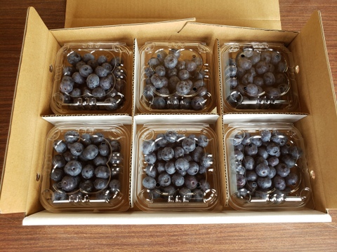贈答用】摘みたて 農薬不使用 千葉県産 生ブルーベリー 100g×6