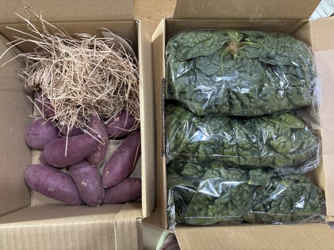 甘くて濃厚！ちぢみほうれん草　200gを3袋