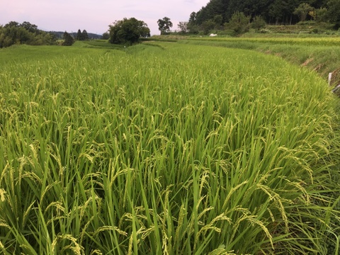◆農薬不使用◆白米粒が光る最高級棚田米 滋賀県大津産 玄米なら2kg
