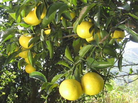 【母の日ギフト】【メッセージカード付き】朝採りニューサマーオレンジ２kg贈り物箱　農薬・肥料・除草剤不使用