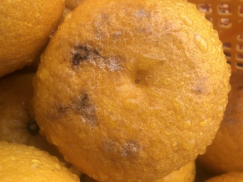 【ちょっとお得・貯蔵品・キズもの】静岡県産　甘夏7kg　さっぱり！ジューシー！サイズいろいろ（肥料不使用）