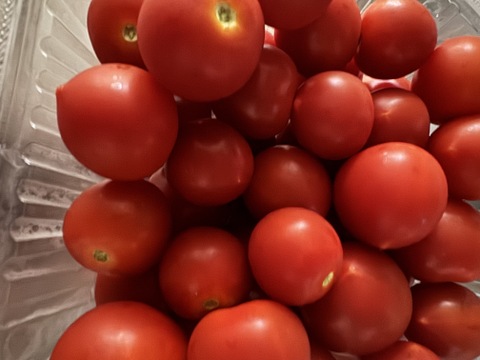 おためし！〈人気品種〉旨みたっぷり！ほれまるミニトマト　1.5kg