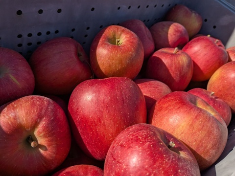 あいかの香り2.8キロ(7～12個)