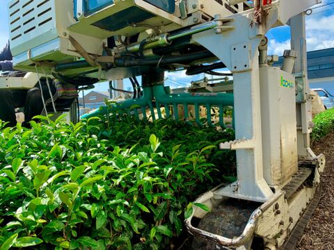 【メール便・単品】＼一番茶100％／富士山棒ほうじ茶　ティーバッグ