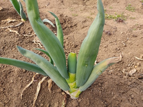 ✨【訳あり】下仁田ネギ（ネギ坊主摘み取り）詰め合わせ約1kg（7〜12本、サイズ混合）農薬・化成肥料不使用✨