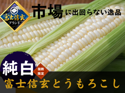 【さとふる人気急上昇1位達成】今までひた隠しにしてきた純白の富士信玄とうもろこし特大4本約1.5kg☆期間限定販売☆旬の甘い朝採れトウモロコシ🌽7月中旬予約🌽