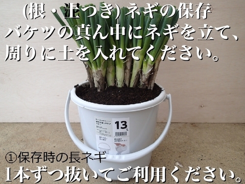 【福袋】【4本増量❗️❗️】✅鍋・すきやき用【極太2L／超極太3L混合】✅20本❗❗✅至福の極甘ネギ✨信州産✨【特別栽培】✨【無消毒栽培】