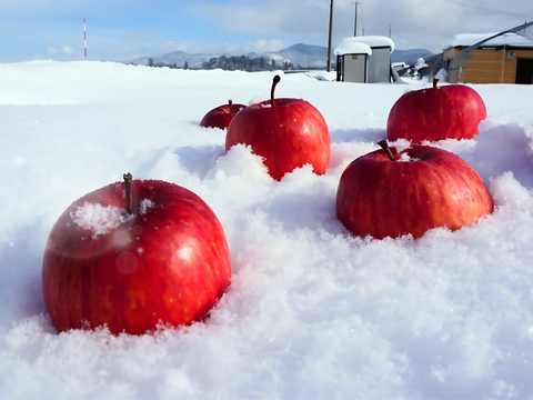 【貯蔵リンゴ】ふじ サンふじ  約8〜10玉 3キロ 希少 発送 りんご 雪室 秋田 雪 甘い 雪中貯蔵 長期保存りんご りんごの効能 Apple 母の日 ギフト フルーツ 家庭用