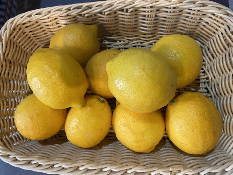 皮ごと食べれる朝採れイエローレモン4kg