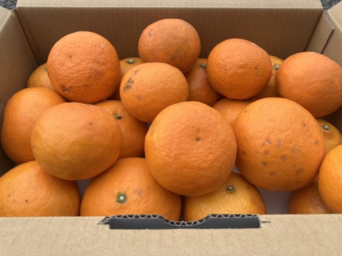 カラマンダリン【5kg（箱込）・ご家庭用】