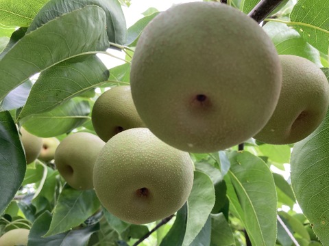 糖度13度以上！完熟の『幸水梨』約3kg（6-9個）