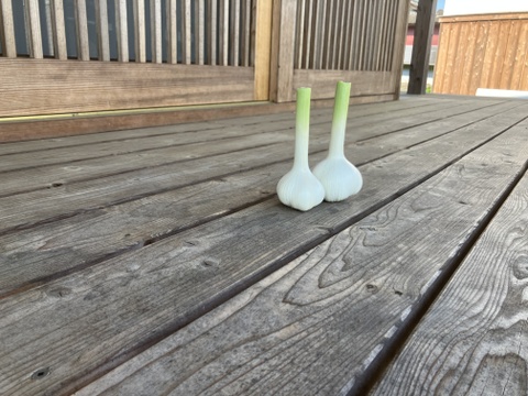 自然栽培　生にんにく　箱込　２ｋｇ