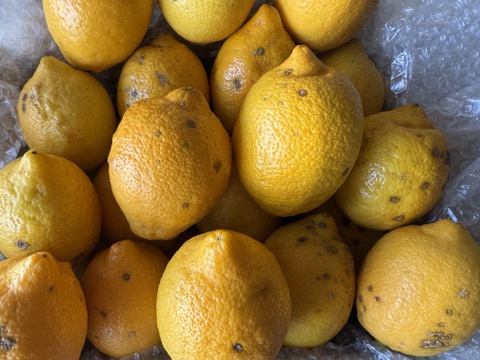 〔無等級良品〕訳アリ特価！！完熟・果汁たっぷり！『ATAMI de LEMON®』4Kg -爽やか芳醇- 品種お任せ