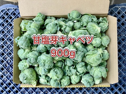 【鹿児島産】甘塩芽キャベツ箱込み900g^_^