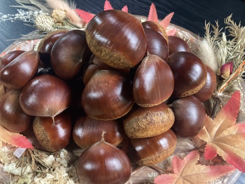 ☆丹波くり　晩生 「岸根」 希少4Lサイズ 約1kg（本州のみ）