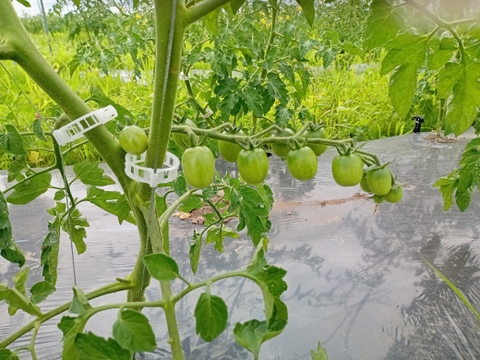 【濃くて甘い】自然栽培で育てたミニトマト🍅（1,３㎏）