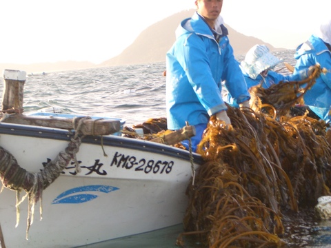 奇跡の海、希少な天草産カットわかめ！３０g×２パック