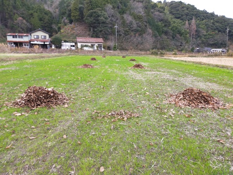 バターナッツかぼちゃ7.0kg