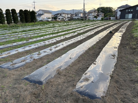 [埼玉寄居発] 甘くてホクホク さつまいも紅あずま 5kg