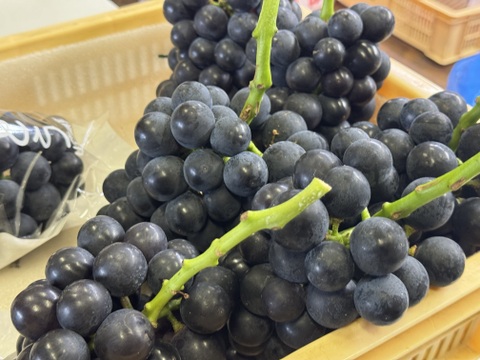 ぶどう【ブラックビート】1kg〜1.2kg前後(2〜3房) 山梨県産　種なし『常温便』