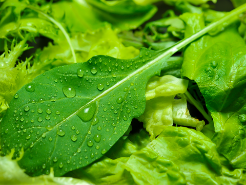 【大容量】LED施設栽培野菜 OHASALA　レタスミックスセット(小分け100g×20個セット)洗わずに食べられて 一年中"旬"の味！