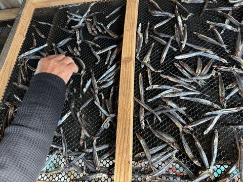 キビナゴ 冷凍200ｇ