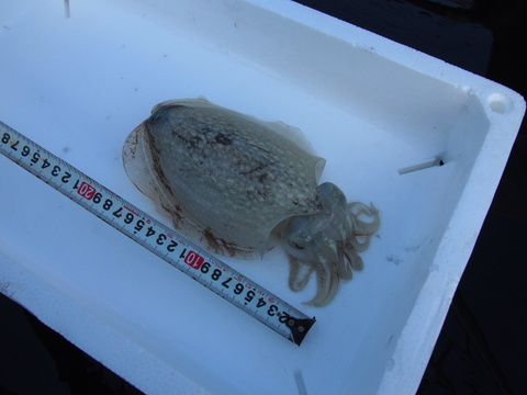 【コウイカ詰め合わせ】２〜８杯（約２kg）