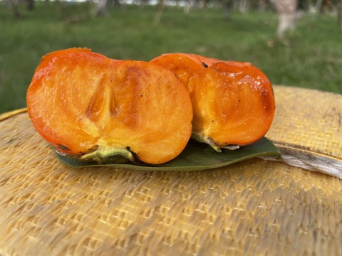 旬　早秋柿3L玉　6玉セット