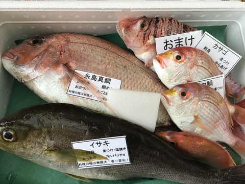 【初回限定BOX】8月出品最後‼️糸島真鯛1匹と漁師厳選旬魚1匹！お試しセット！