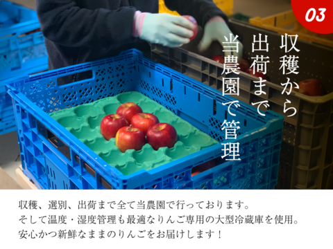 【今年から販売開始🍎】江刺ロマン 3キロ箱 6玉〜15玉サイズ 商品ID11618 長野県 信州 安曇野 リンゴ 幻 幻のリンゴ 予約 希少 旬 えさしロマン