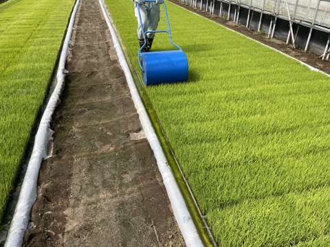 コシヒカリ８分づき精米５㎏　 小松島市生物多様性農業推進協議認証　いのちはぐくむ田んぼ米　令和7年産特別栽培米コシヒカリ玄米100%使用