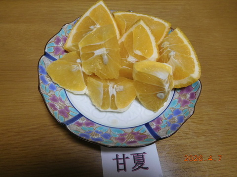 初夏の味覚３種「食べ比べ」甘夏・黄金柑・星タンゴール　　　約5.0㎏