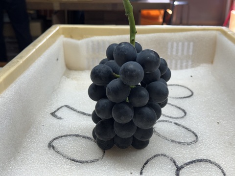 2025年【限定価格】ぶどう【ブラックビート】ご家庭用(訳あり品)粒売りパック詰め1kg 山梨県産　種なし