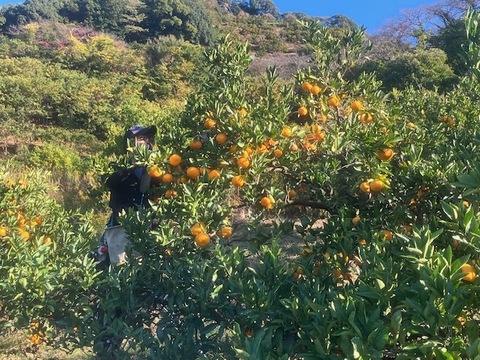 Big な美味しさと食べ応え！ひづる（2L3L）早生大物！8㎏