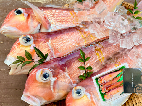 【家庭料理に】ふっくらやさしい甘みの甘鯛（３kg）